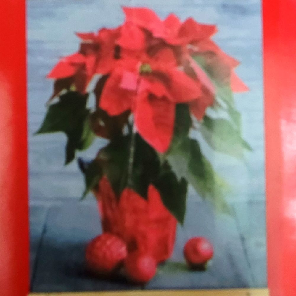 Paint by numbers / poinsettia